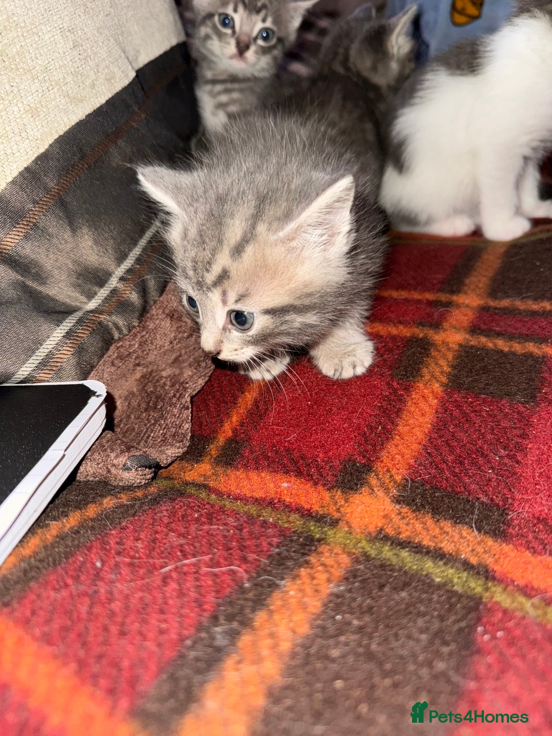 Mixed Breed cats for sale: I have 4 beautiful babies 3 boys 1 girl - Advert 10