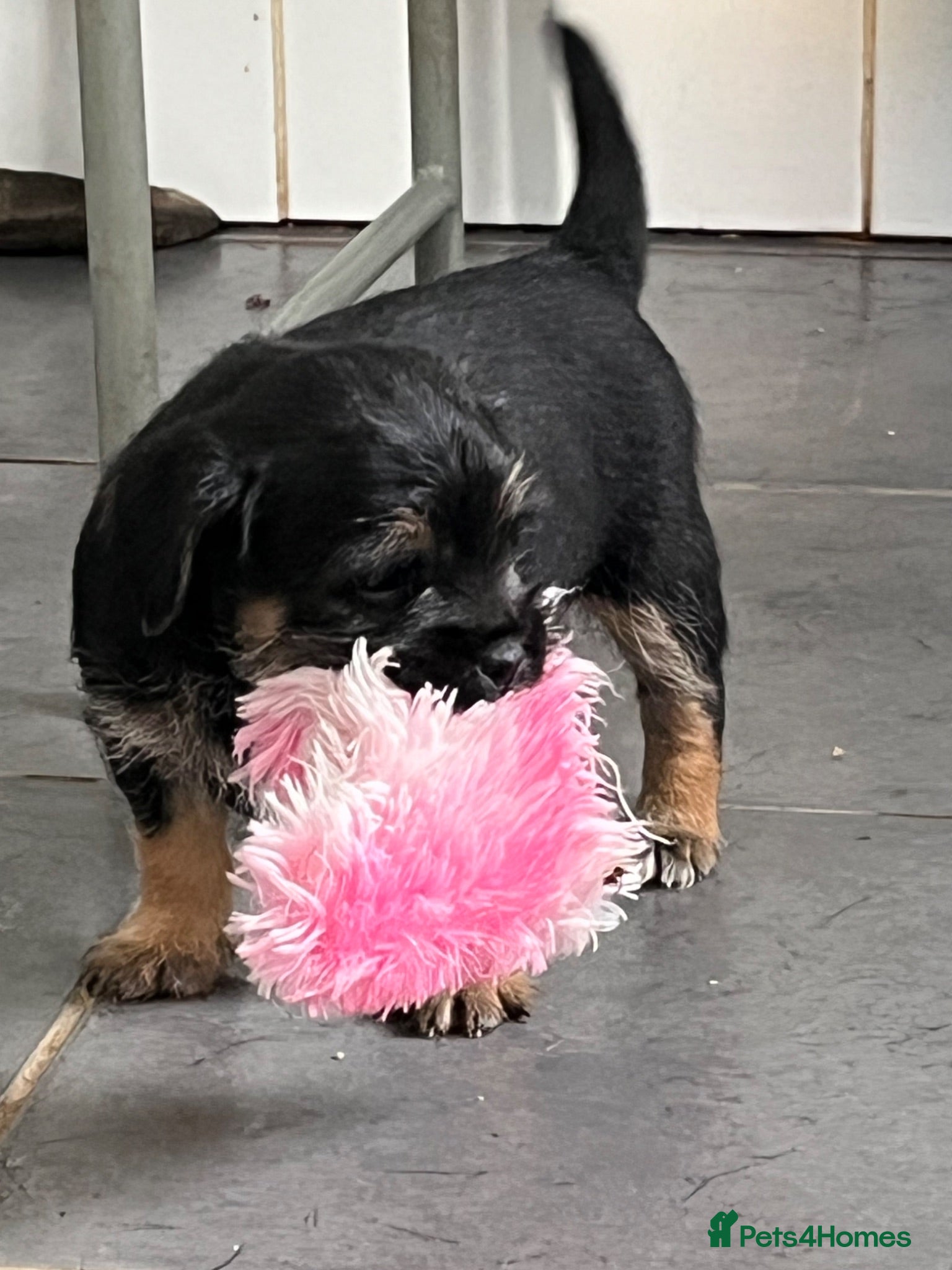 Mixed Breed dogs Border Terrier x Patterdale Puppies  - Advert 1