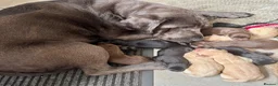 Labrador Retriever dogs for sale: Ready 11 July: Excellent Labradors - Advert 1