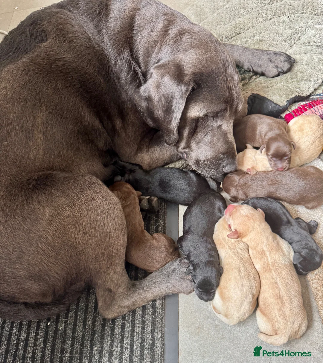 Labrador Retriever dogs for sale: Ready 11 July: Excellent Labradors - Advert 1