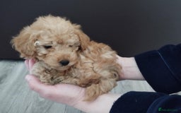Mixed Breed dogs for sale: Toy X miniatury podle.  - Image 3