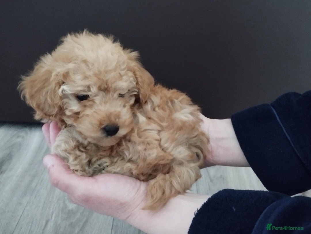 Mixed Breed dogs for sale: Toy X miniatury podle.  - Image 3