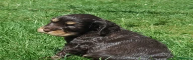 Cocker Spaniel Puppy 7