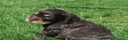Cocker Spaniel dogs for sale: Show type KC Reg Cocker Spaniel Puppies Available - Advert 14