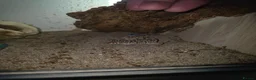 Gecko reptiles for sale: Leapord gecko in Wisbech - Advert 2