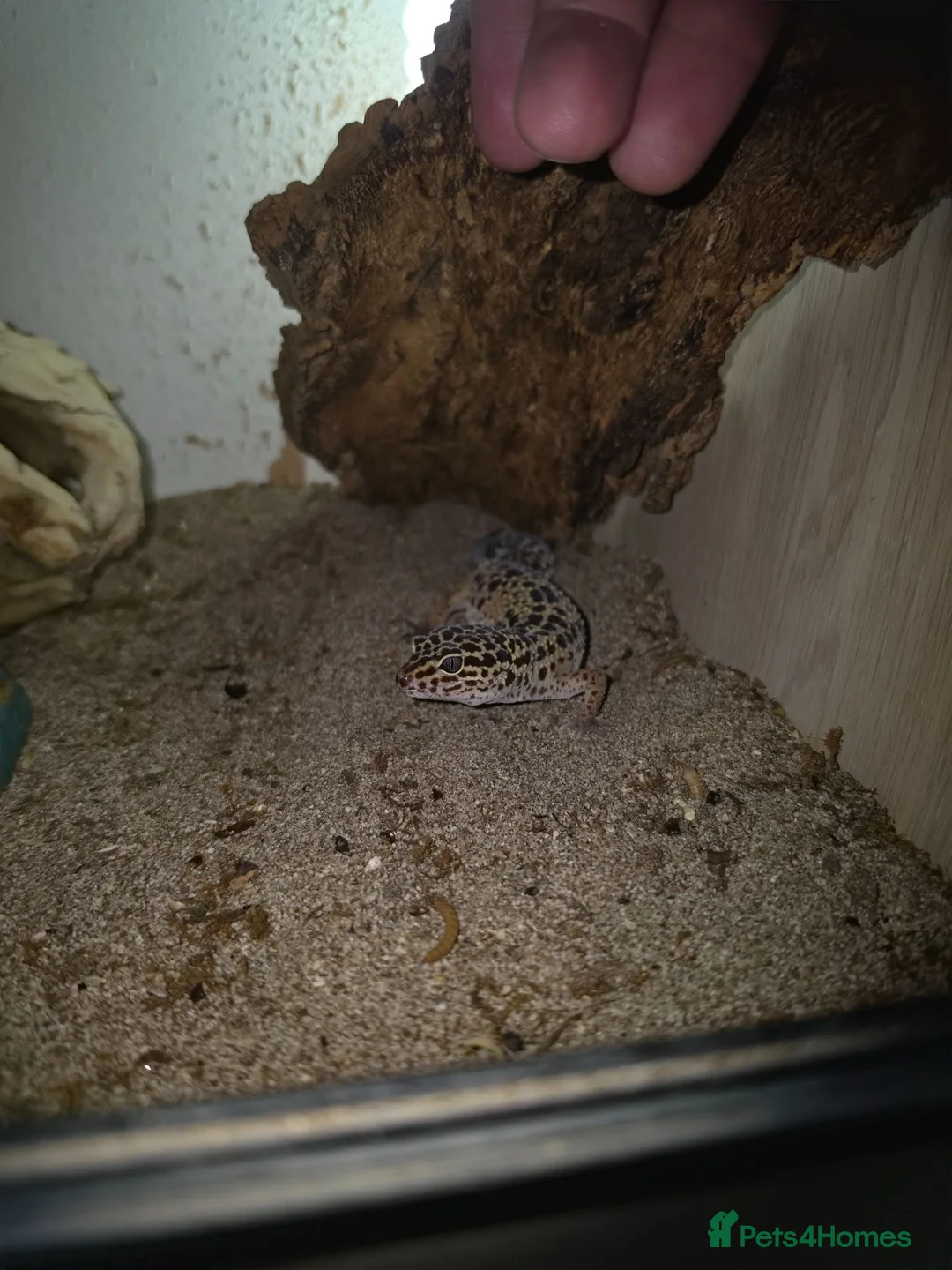 Gecko reptiles for sale: Leapord gecko in Wisbech - Advert 2