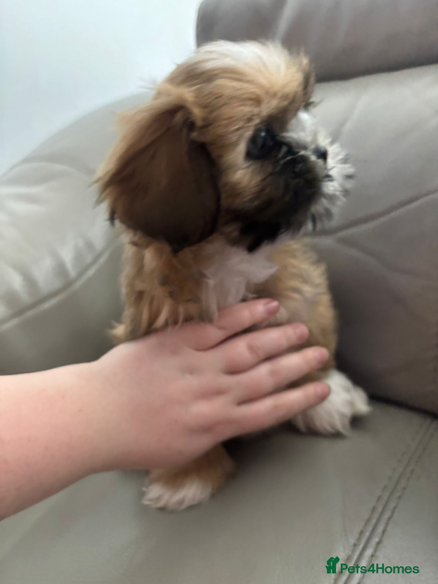 Shih Tzu dogs LAST GIRL LEFT -READY TO LEAVE NOW - Advert 14