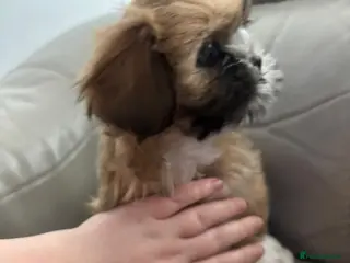 Shih Tzu dogs LAST GIRL LEFT -READY TO LEAVE NOW - Advert 1