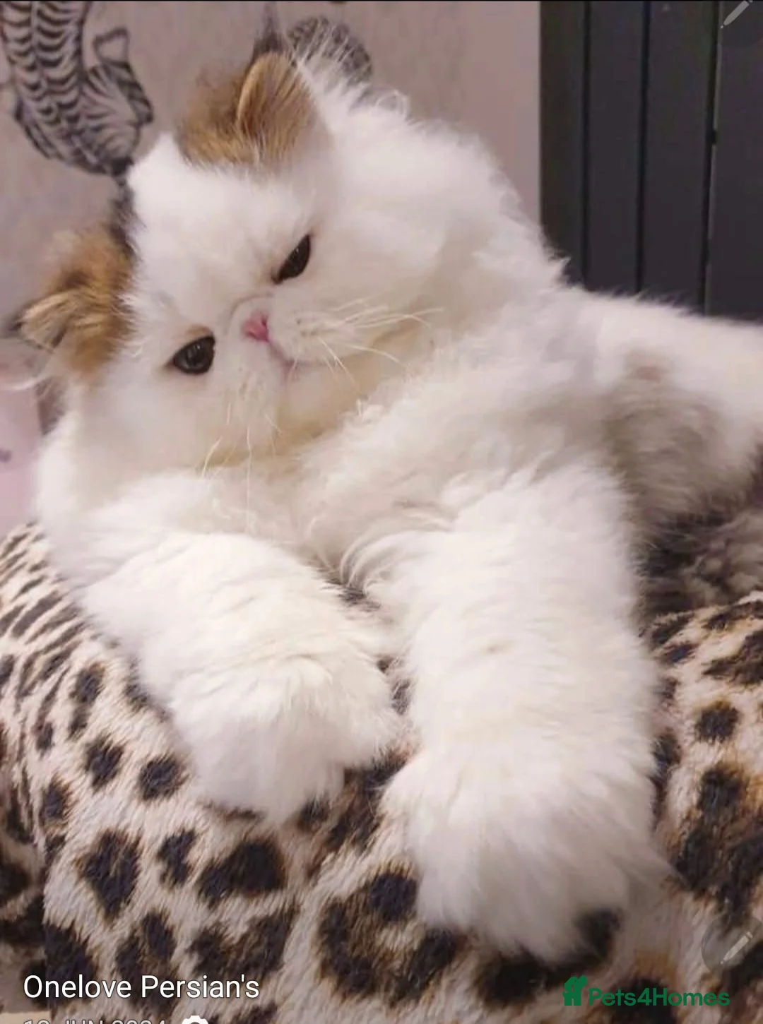 Persian cats for sale: Drop dead Gorgeous GCCF registered Boy  - Advert 4