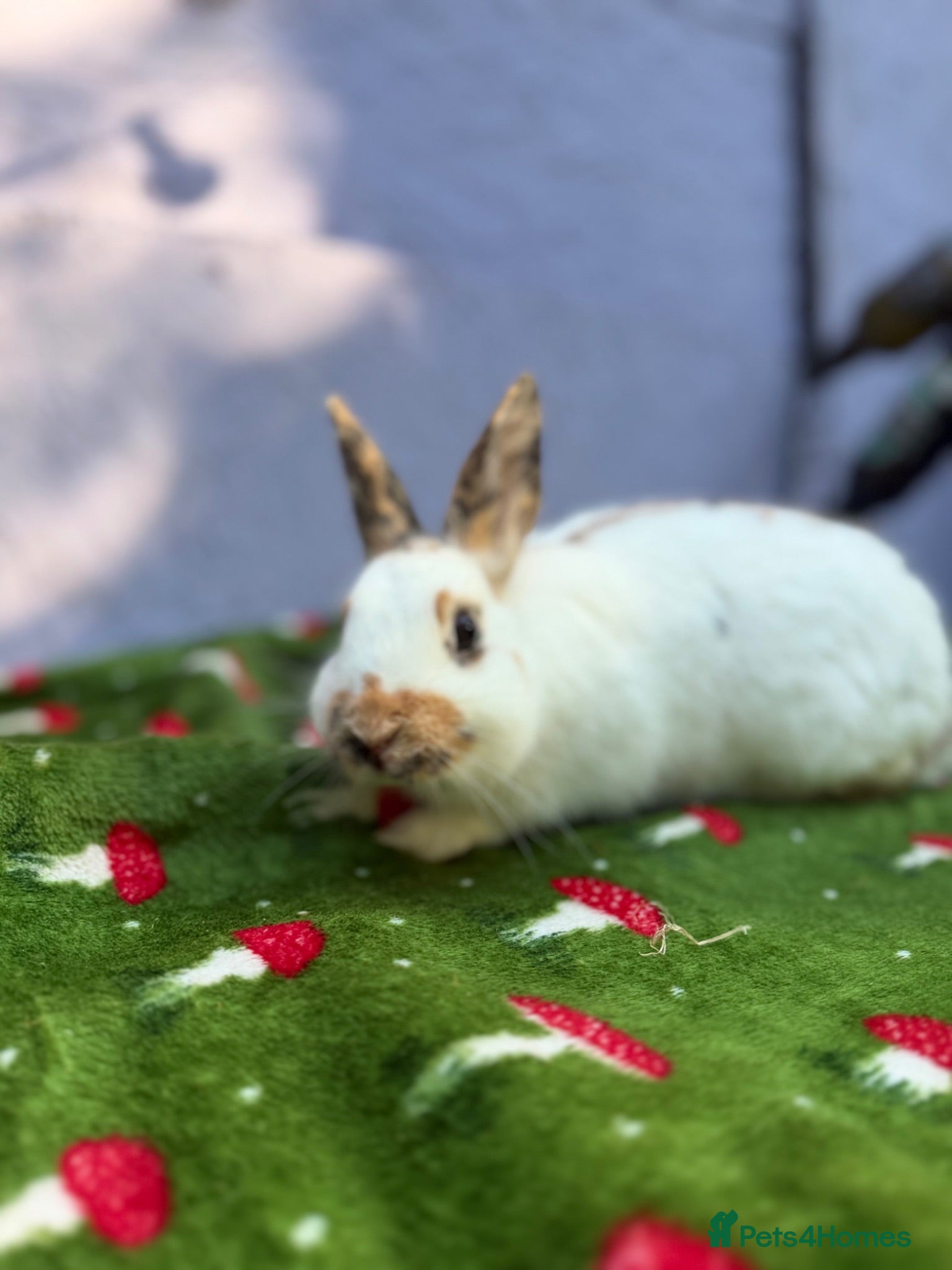 Mixed Breed rabbits Male rabbit in need of new loving home  - Advert 3