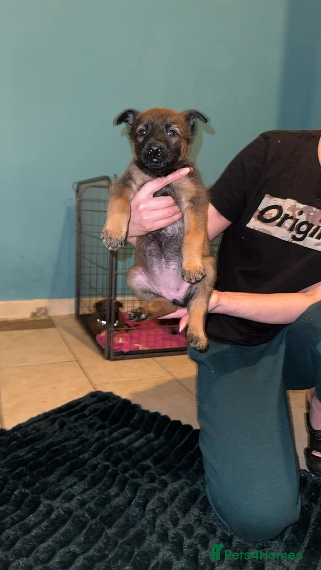 Belgian Shepherd Dog dogs for sale: Belgium malinois puppies  - Advert 7