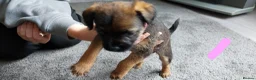 Border Terrier dogs for sale: Border terrier pups - Advert 2