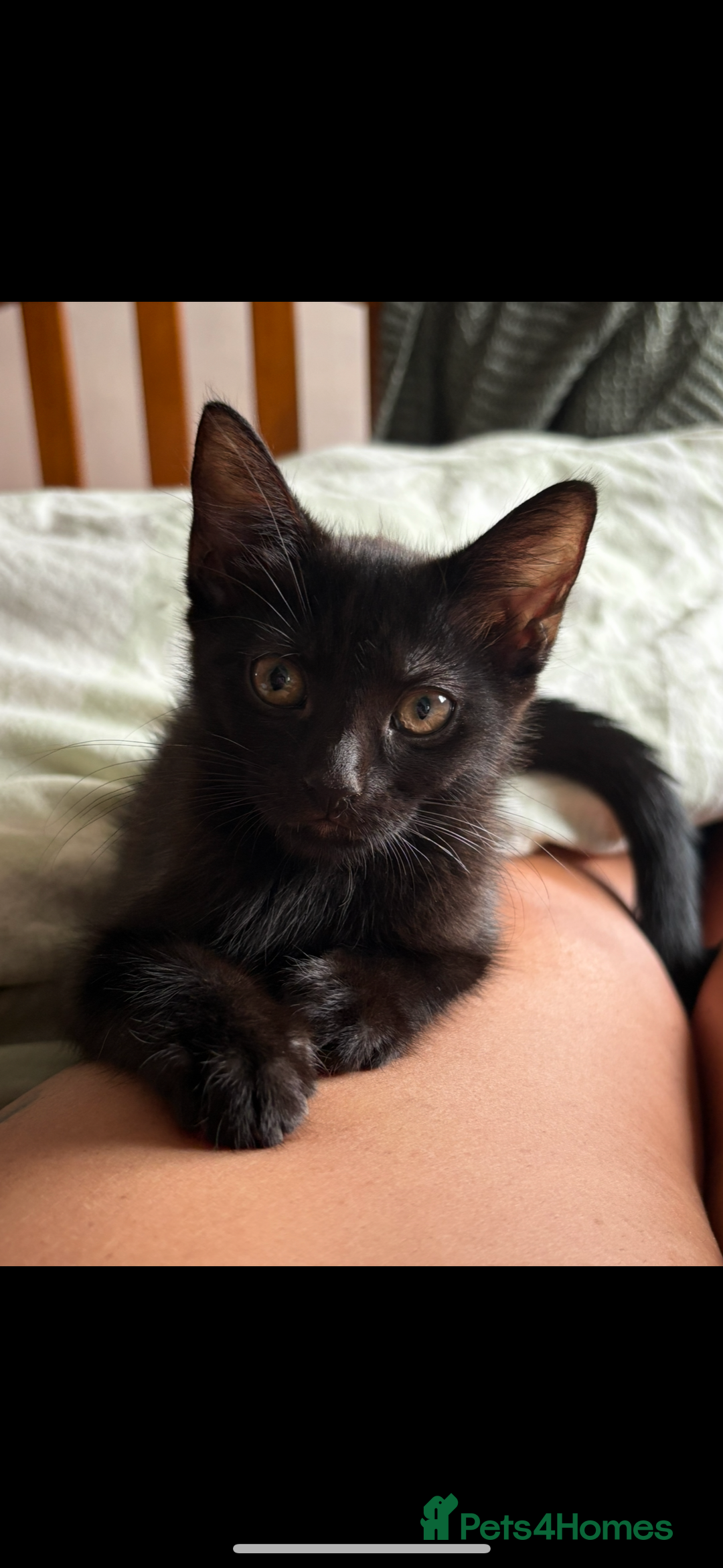 Domestic Shorthair cats for sale: Brother and sister forever home - Image 4