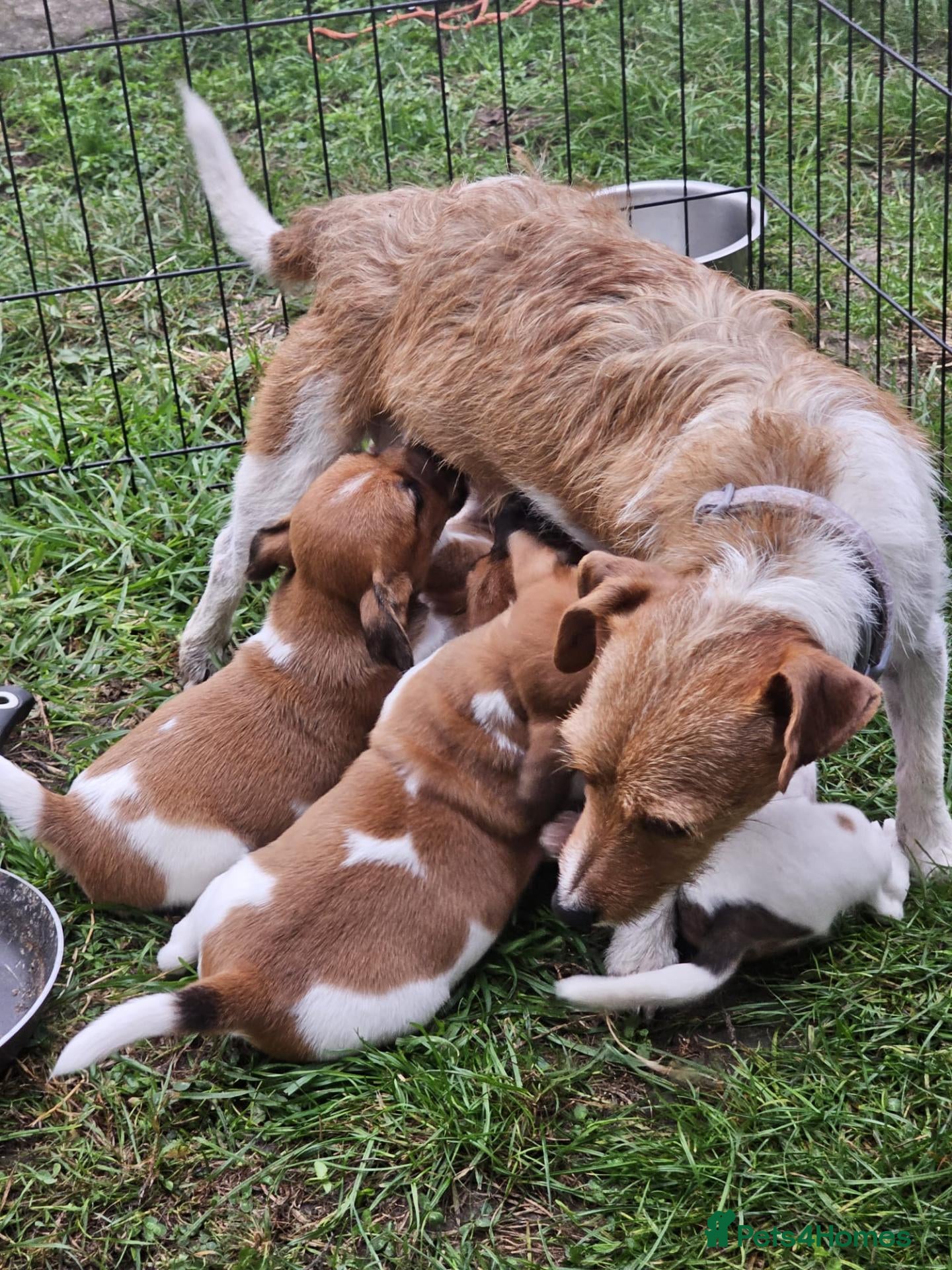 Jack Russell dogs Jack Russell puppies  - Advert 1