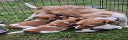 Jack Russell dogs for sale: Jack Russell puppies  in Sheerness - Advert 1