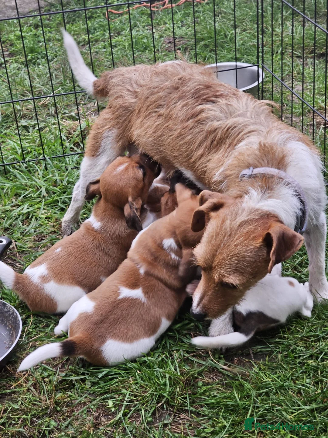 Jack Russell dogs for sale: Jack Russell puppies  in Sheerness - Advert 1