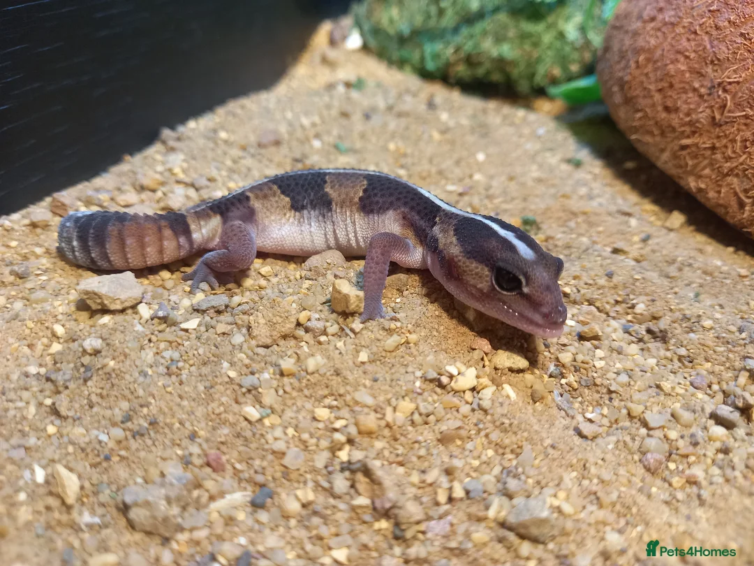 Gecko reptiles for sale: Baby fat tail gecko - Advert 3