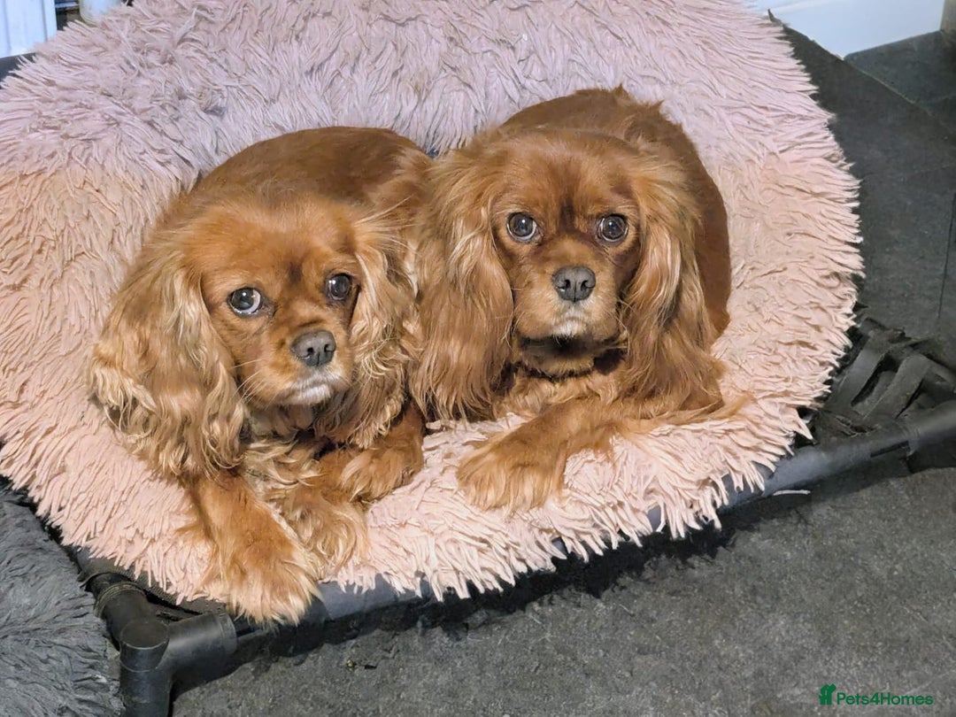 Cavalier King Charles Spaniel dogs for sale: Ruby boy available - fully vaccinated - Advert 9