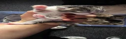 Mixed Breed cats for sale: Beautiful kittens  - Advert 8