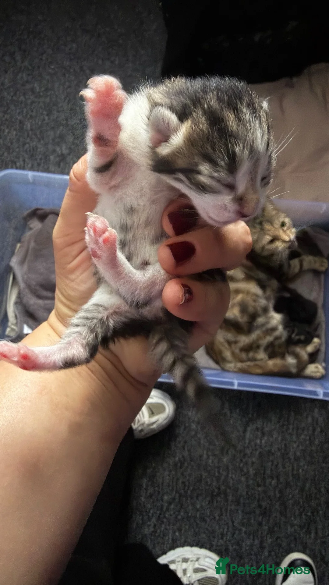 Mixed Breed cats for sale: Beautiful kittens  - Advert 8