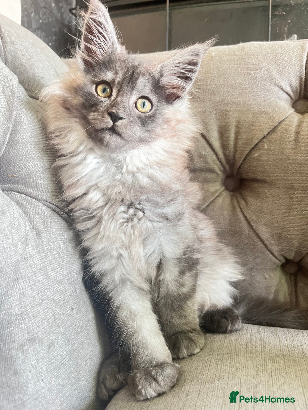 Maine Coon cats for sale: LRC MCS - ONE BLACK SMOKE FEMALE AVAILABLE - Image 9