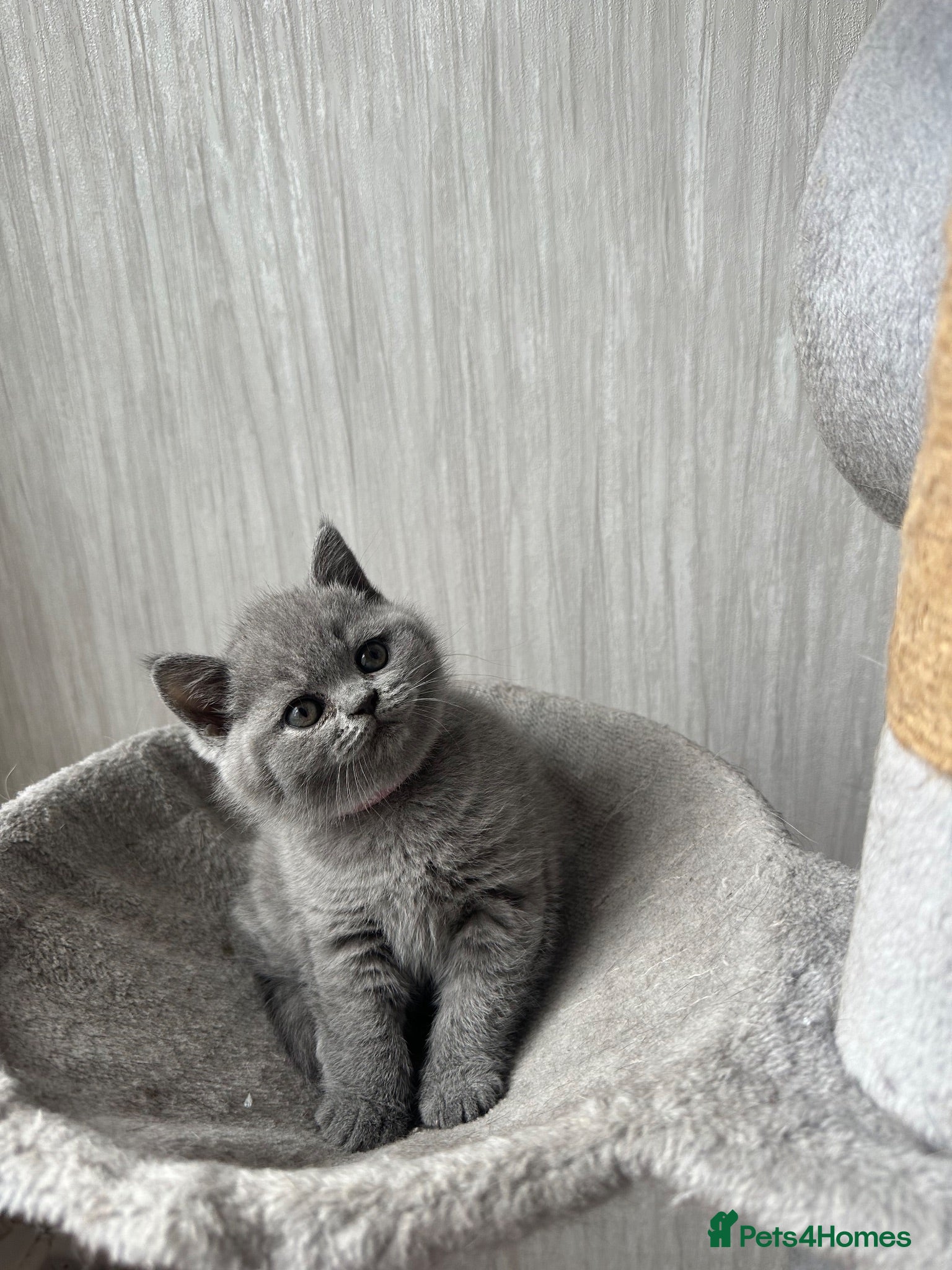 British Shorthair cats Stunning Blue British Shorthair Kittens  - Advert 1