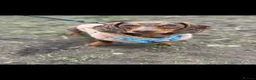 Miniature Dachshund dogs for stud: Chocolate and Cream Dapple Minature Dashund  - Advert 1