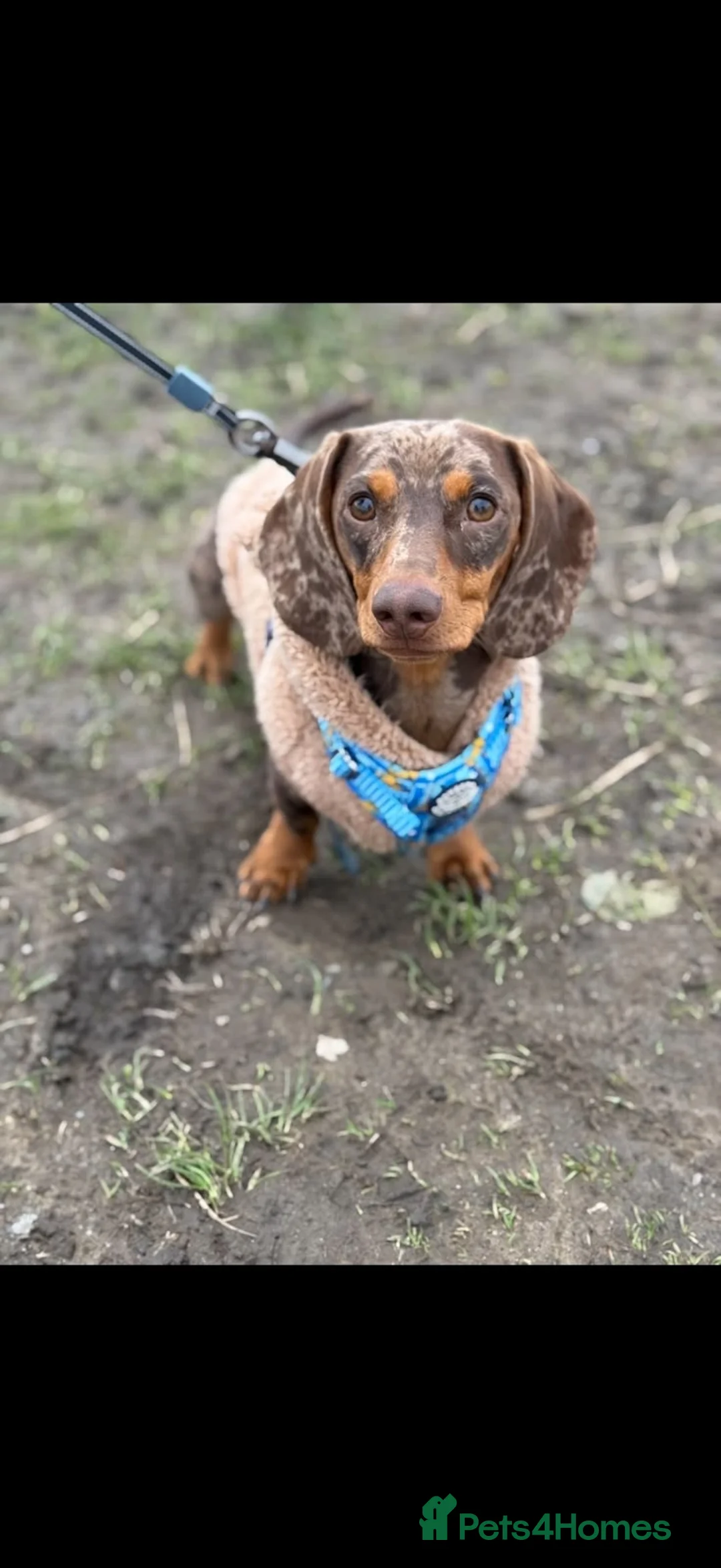 Miniature Dachshund dogs for stud: Chocolate and Cream Dapple Minature Dashund  - Advert 1