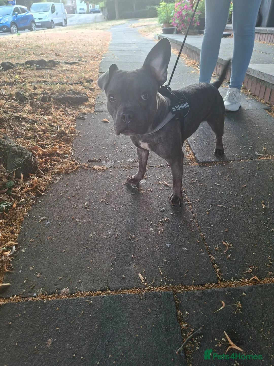 Mixed Breed dogs for sale: Staffy x French Bulldog  in Nottingham - Advert 3