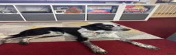 Border Collie dogs for sale: Bonzo male 3yr collie  - Advert 6
