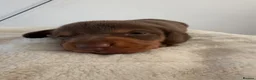 Dachshund dogs for sale: 3 Beautiful Dachshund Puppies in Blyth - Advert 4