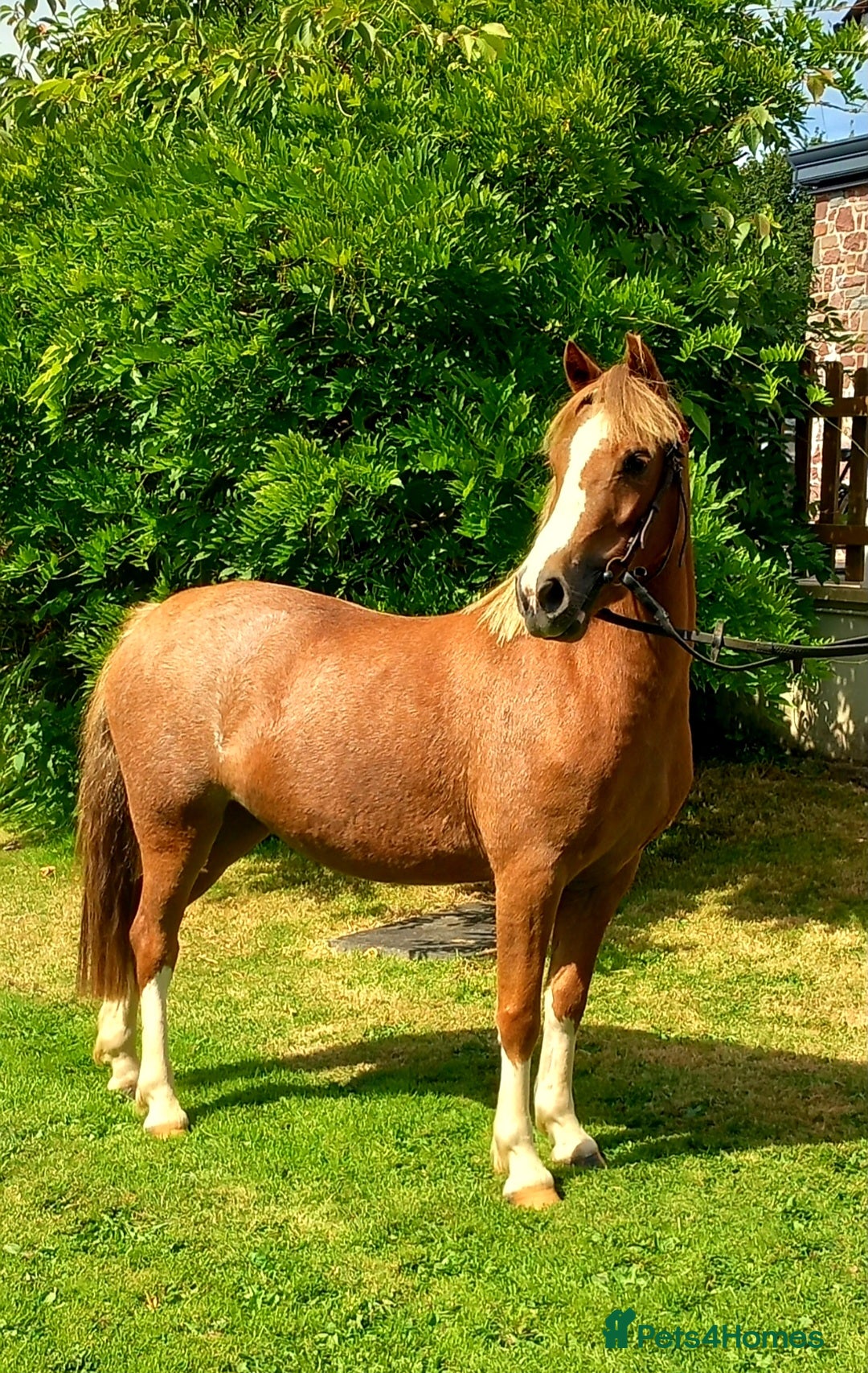 Welsh Section A horses for sale: 11 hh 3 year old Welsh Section A P/B Filly - Image 7