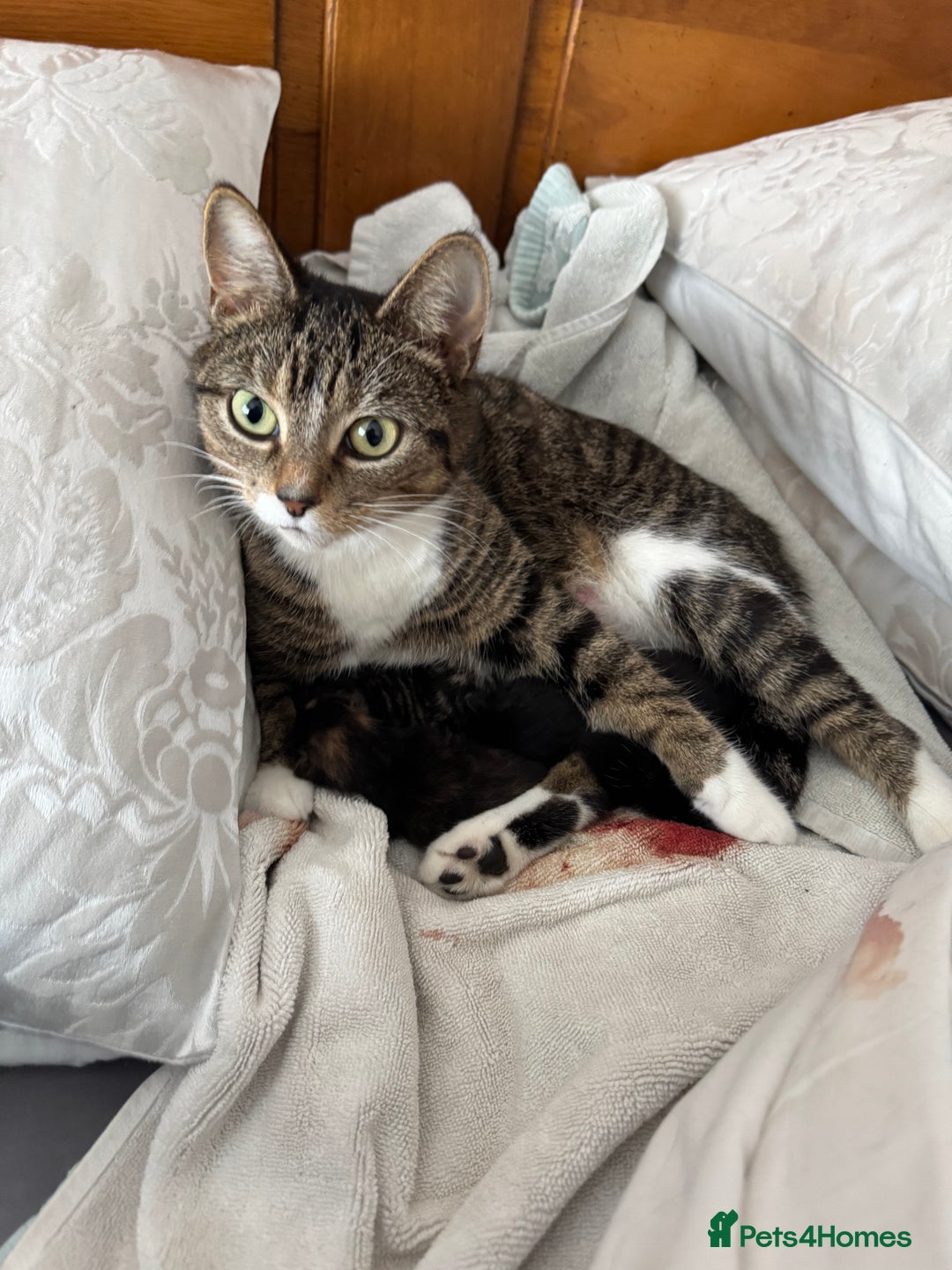 Mixed Breed cats for sale: Two month old kittens - Image 4