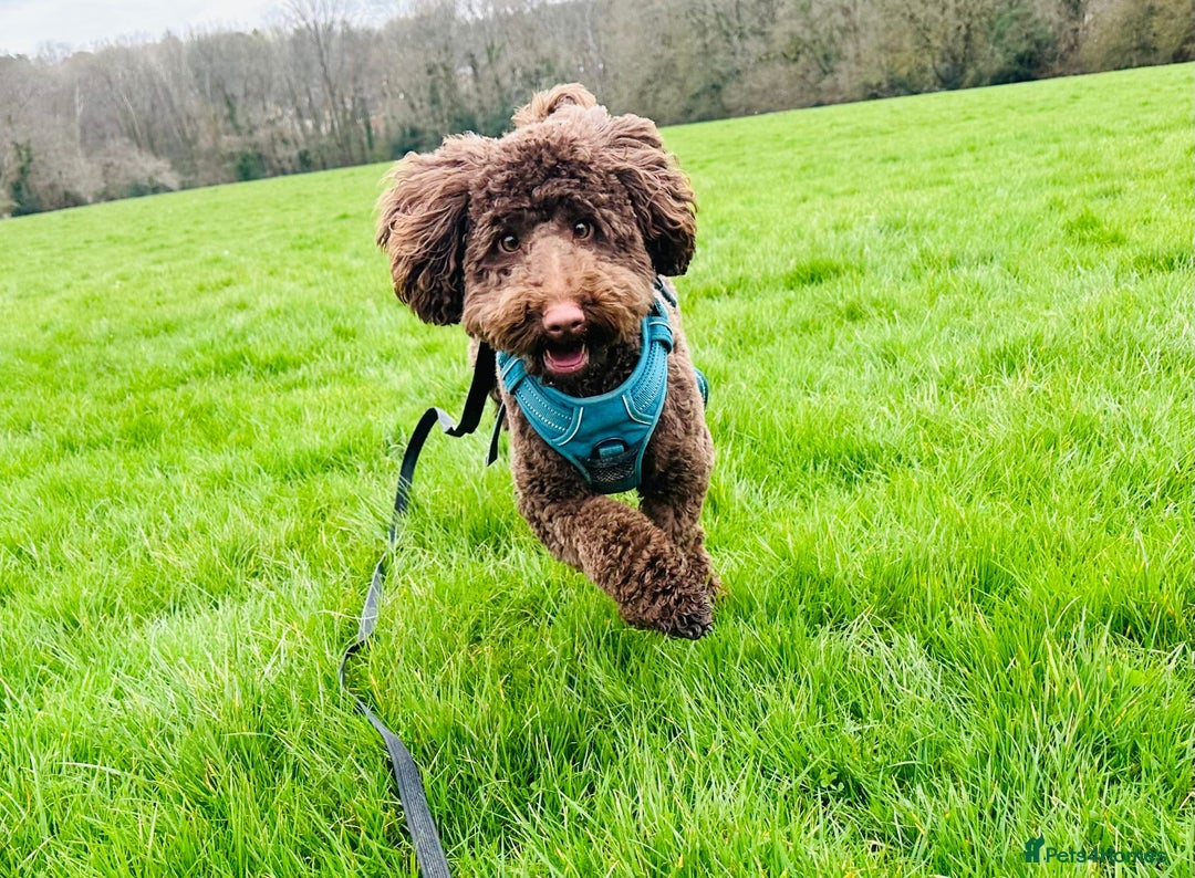 Labradoodle dogs for sale:  Mini toy labradoodle needing a new home  - Image 19