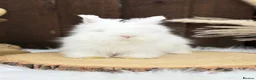 Angora rabbits for sale: PURE PEDIGREE|ENGLISH ANGORA - Advert 7