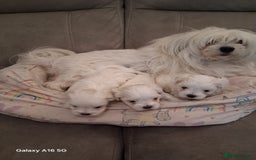 Maltese dogs for sale: Maltese puppies  - Image 7