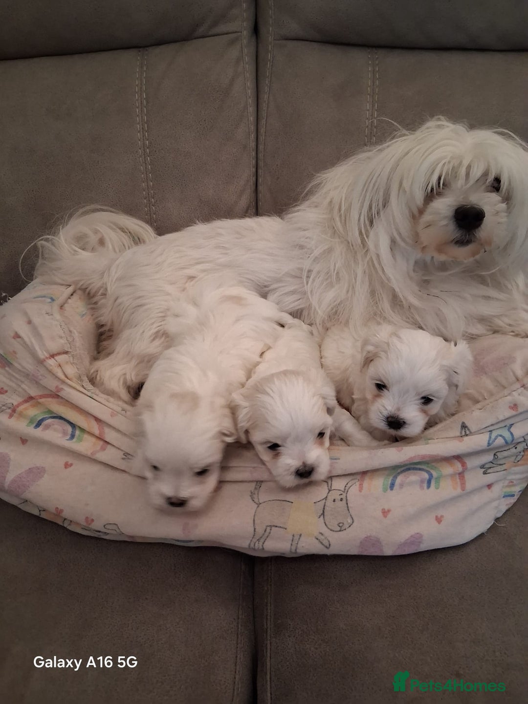 Maltese dogs for sale: Maltese puppies  - Image 7
