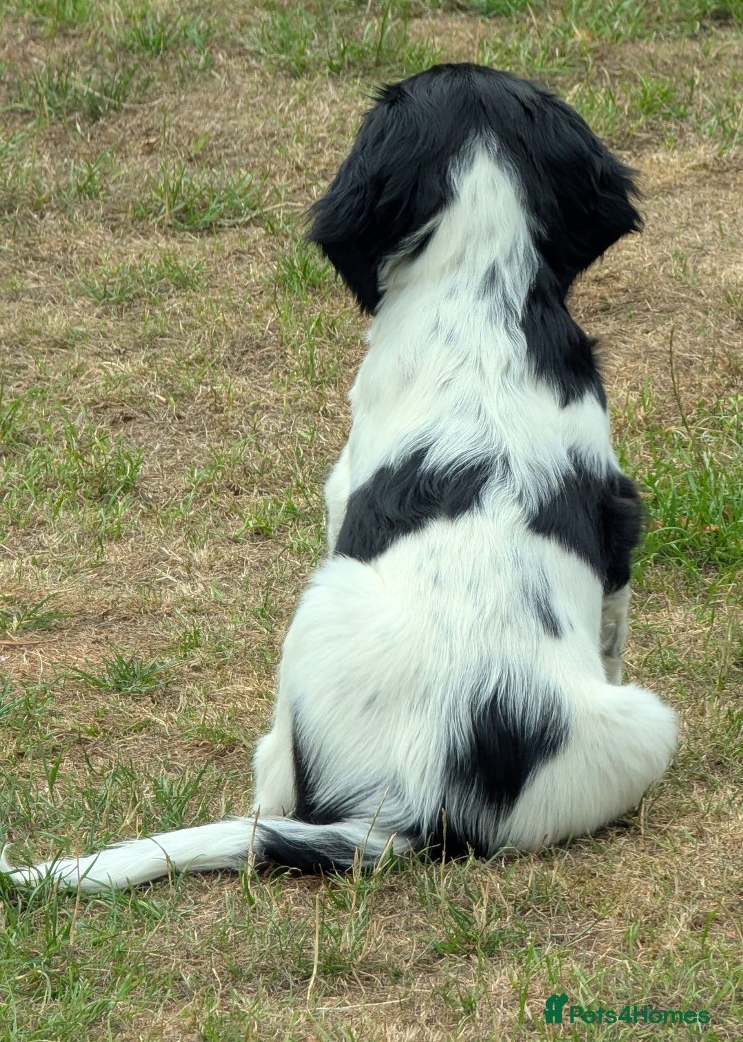 English Springer Spaniel dogs for sale: Home bred English Springer Spaniel male puppy. - Image 4