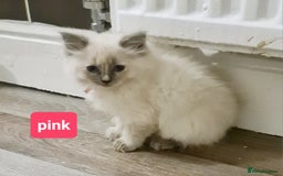 Ragdoll cats for sale: Pure ragdoll kittens READY NOW!! - Image 27