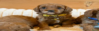 Cavapoo Puppy 4