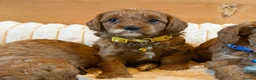 Cavapoo dogs for sale: Dark Red F1 Cavapoo Puppies  - Advert 2