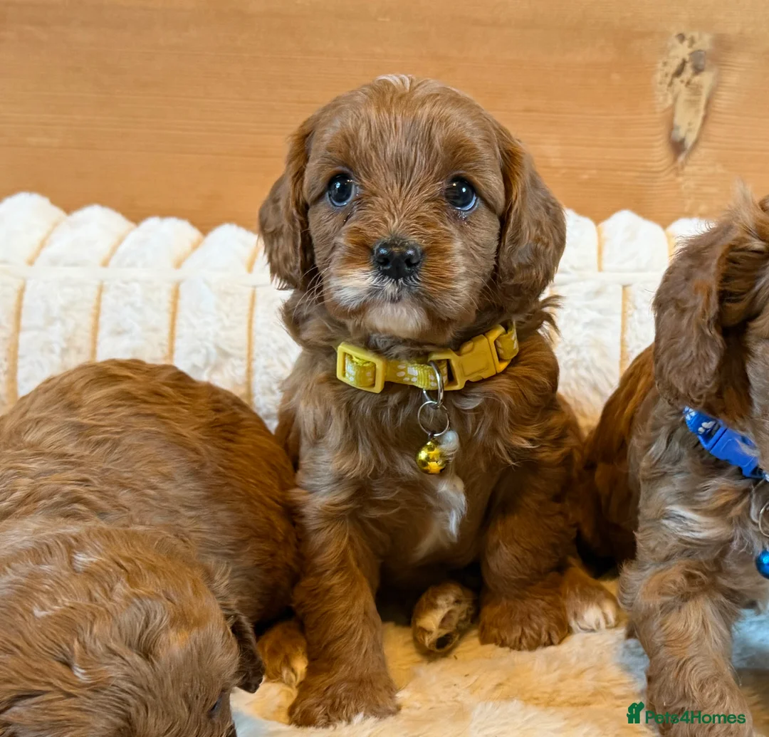 Cavapoo dogs for sale: Dark Red F1 Cavapoo Puppies  - Advert 2