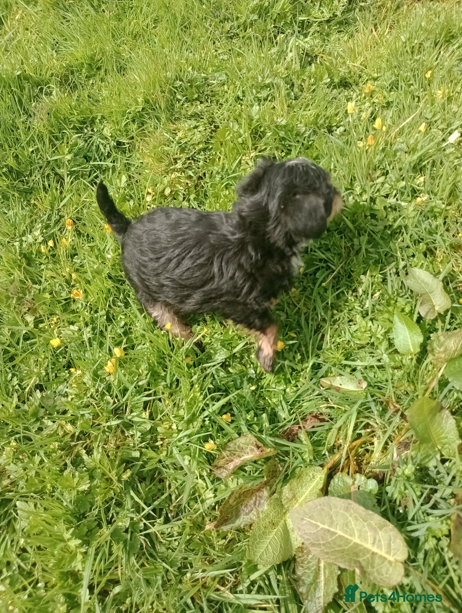 Jackapoo dogs Adorable Jacapoo,s - Advert 2