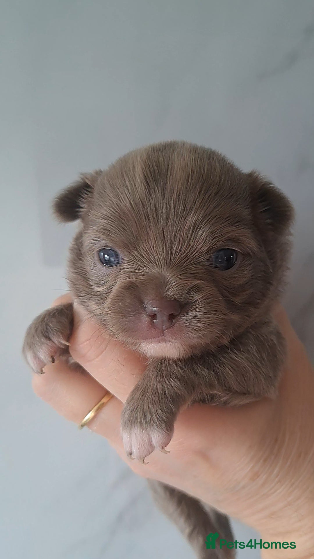 Chihuahua dogs for sale: Long Coat Chihuahua Puppies for Sale - Advert 9