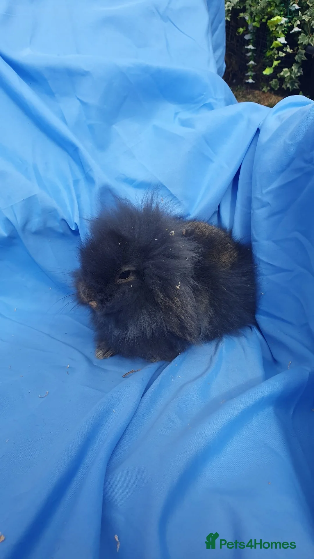 Mini Lion Lop rabbits for sale: Baby rabbits  - Advert 4