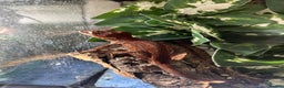 Gecko reptiles for sale: Various crested geckos and gargoyles - Advert 6
