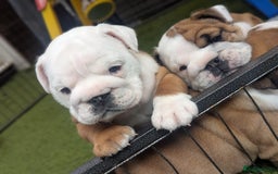 English Bulldog dogs for sale: Champion sired male puppy available  - Image 3