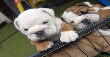 English Bulldog dogs - Advert 7