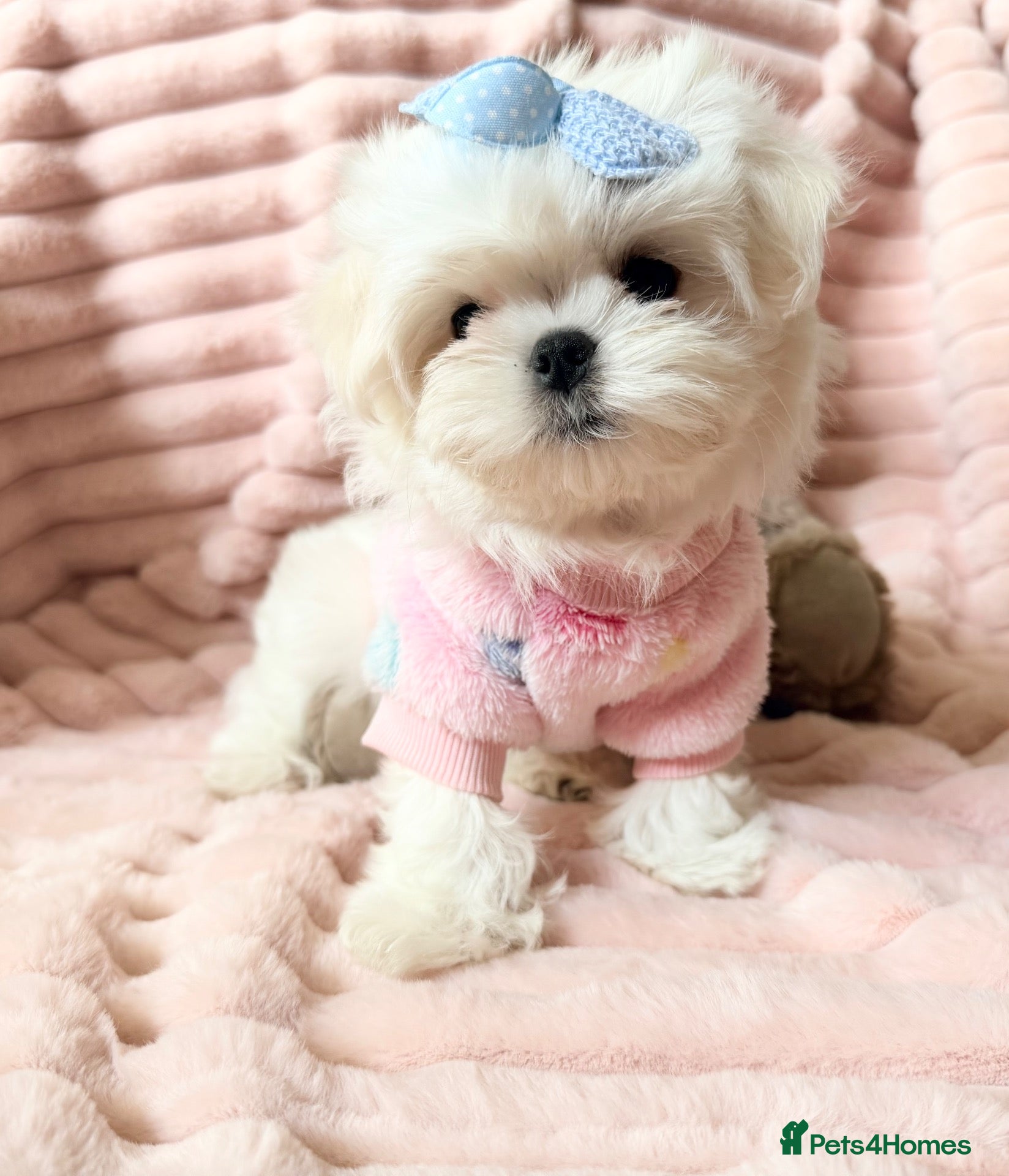 Maltese dogs Bambelina~ One Girl~Ready Now ~ Korean Maltese - Advert 2