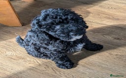 Miniature Poodle dogs for sale: KC registered health tested miniature poodle - Image 4